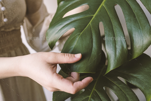 Close-up of woman\'s hand in silk dress touching leaves Monstera deliciosa or Swiss cheese plant.