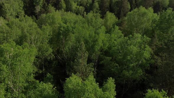 Low Altitude Flight Over Green Treetops. Panorama Over the Green Forest. Spruces and Birches in a alt