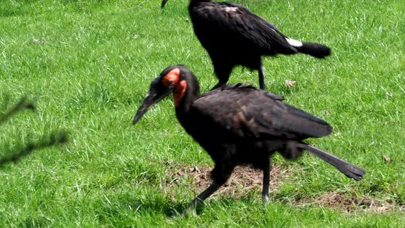 The southern ground hornbill bird (Bucorvus leadbeateri)