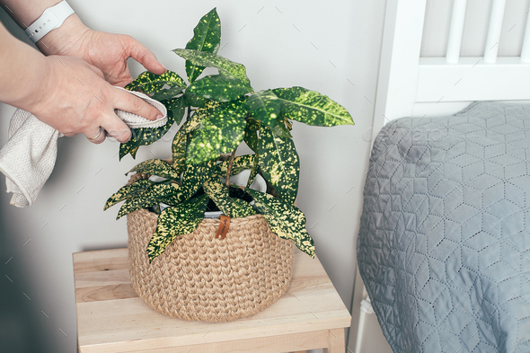 Woman cleaning leaves of potted plants at home. Care of indoor plants, spring cleaning concept.