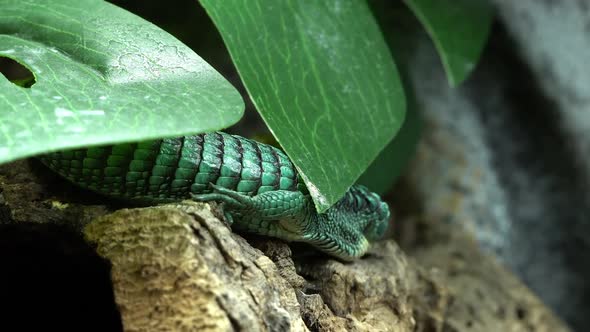 Mexican Alligator Lizard moving under leaf trying to shed its skin alt