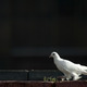 Dove - PhotoDune Item for Sale