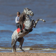 Rearing Andalusian dapple gray stallion and woman on beach. - PhotoDune Item for Sale