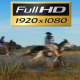 Horses Going Over Water - VideoHive Item for Sale