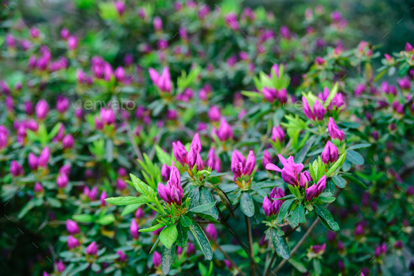 morning unblown bright pink flower buds of rhododendron plants - Stock Photo - Images