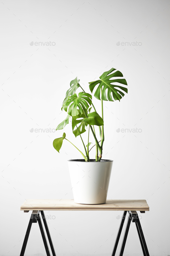 Monstera deliciosa or Swiss cheese plant in a white pot stands on a wooden table