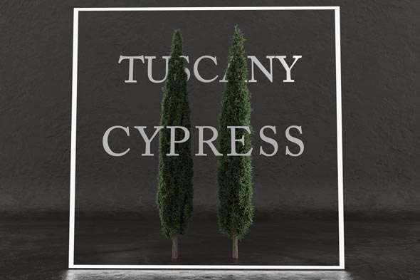 Tuscany cypress trees - 3Docean 31152263
