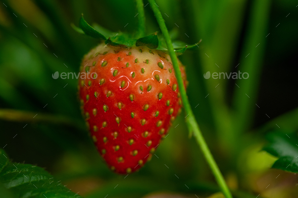 Ripe red strawberry covered with tiny seeds surrounded by green leaves growing in vertical farm