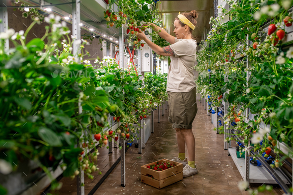 Young female worker of contemporary vertical farm picking up ripe strawberries growing on shelves