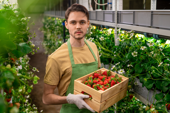 Young gloved serious worker of vertical farm or hothouse holding wooden box with ripe strawberries