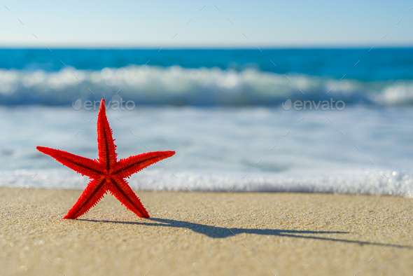starfish on the beach - Stock Photo - Images
