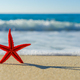 starfish on the beach - PhotoDune Item for Sale