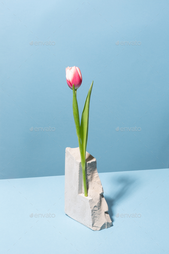 Fresh pink tulip on a stone with blue background