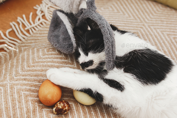 Cute cat in bunny ears sleeping with easter eggs on cozy yellow blanket. Happy Easter! Easter hunt