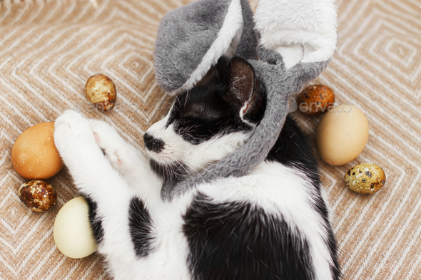 Cute cat in bunny ears lying with easter eggs on cozy yellow blanket, top view.Happy Easter hunt