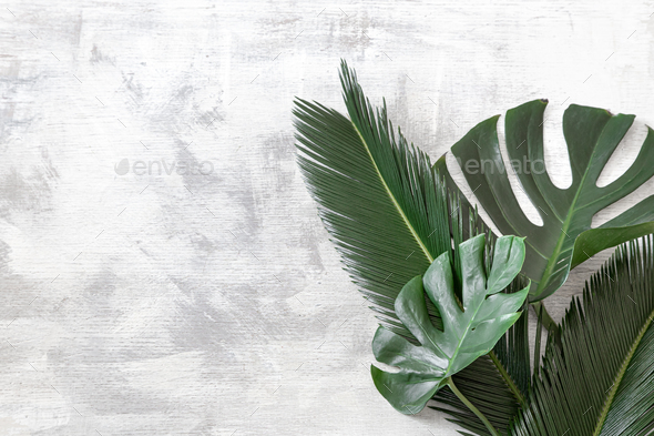 Beautiful tropical leaves on a white background. Poster banner, postcard template.