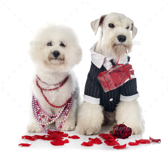 dogs and valentine day - Stock Photo - Images