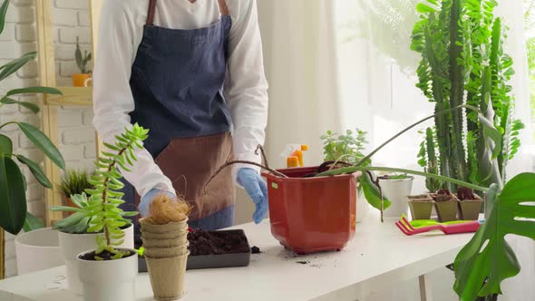 Woman in Gloves and Apron Potting House Plant Close Up alt