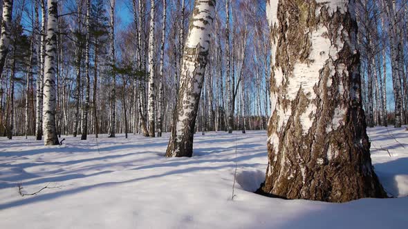 Trunks of Birch Trees in Winter Forest