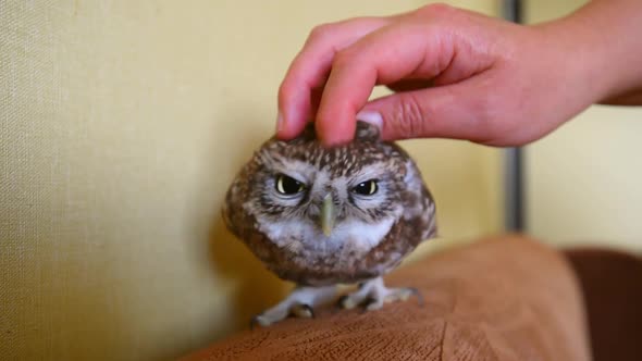 The little owl in the apartment. Stroking owl