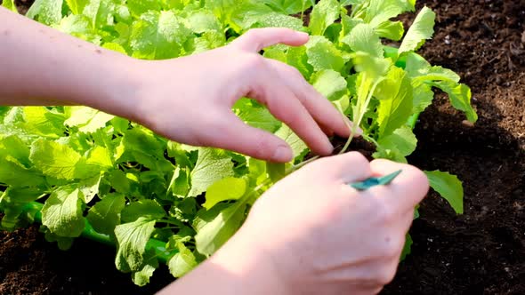 planting seedlings.  Female hands planting a Chinese cabbage seedling in the ground. alt