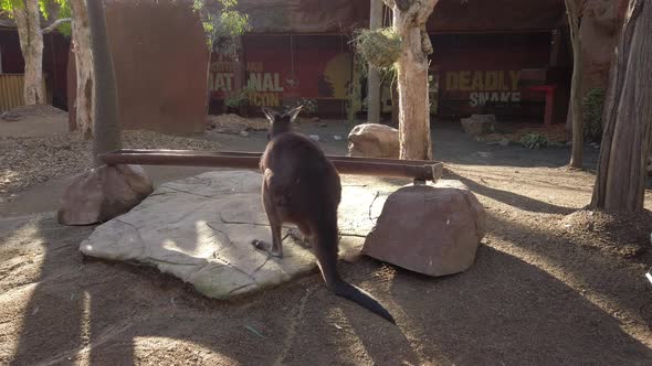 Black Kangaroo footage from the back looking left and right then hopped away alt