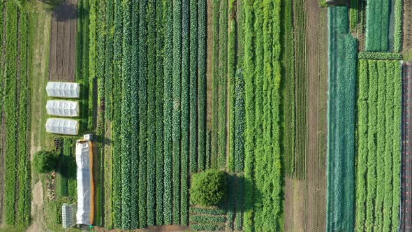 Farm Garden Bio Farmer Field Farming Vegetable Agricultural Plantation Fruit Tree Dron Aerial Video