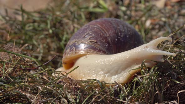 African Giant Snail Achatina on Grass alt