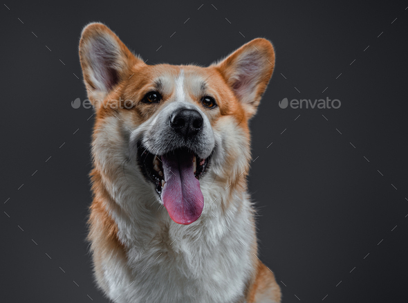 Portrait of welsh corgi adult and confident dog in the studio.