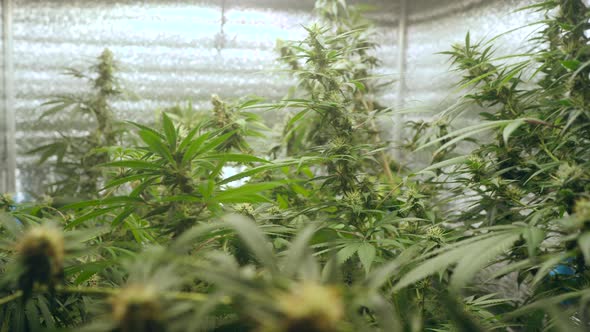 Cinematic shot of marijuana cannabis weed plants growing farm. Shot in 4K alt