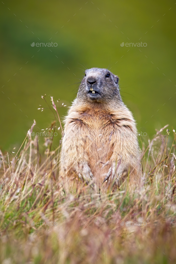 Alpine marmot whistling with open mouth and warning from danger in summer  nature Stock Photo by WildMediaSK