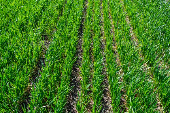 Regenerative Agriculture, Holistic Management, farming problem concept. Green wheat field background