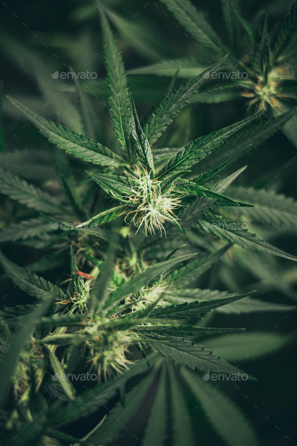 Growing cannabis indoors, hemp cultivation technique. Growing pot in groutent