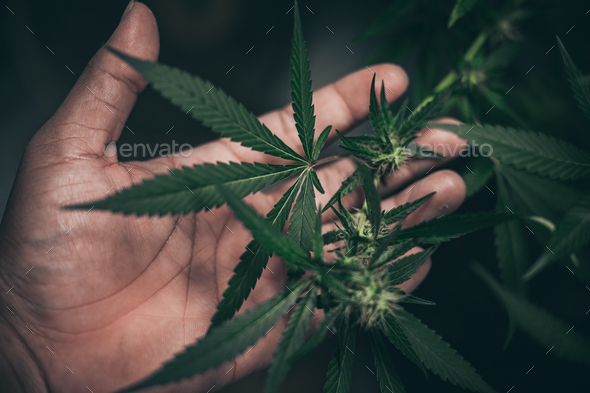 Growing cannabis indoors, hemp cultivation technique. Growing pot in groutent - Stock Photo - Images