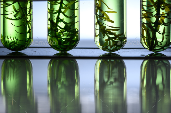 algae biofuel tube in biotech laboratory, Photobioreactor in lab algae fuel biofuel industry