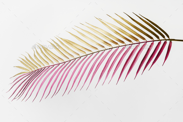 Areca palm leaf painted in gold and magenta on an off white background