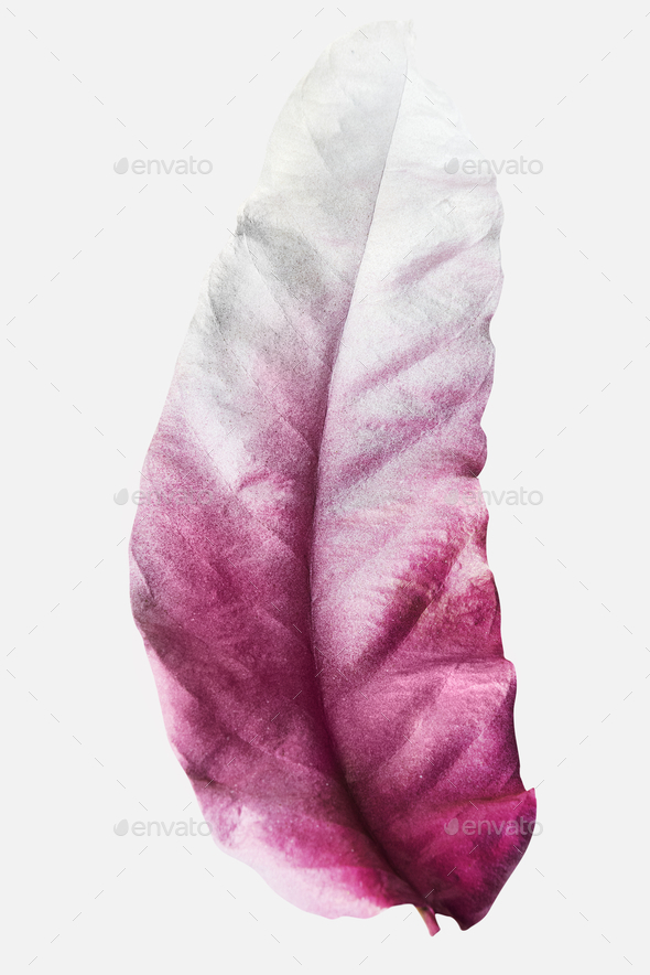 Leaf painted in magenta and white on an off white background Photo by Rawpixel