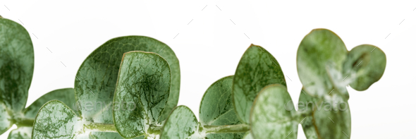 Eucalyptus round leaves social banner - Stock Photo - Images
