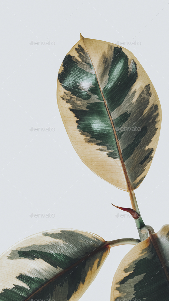 Closeup of an Indian rubber tree mobile wallpaper