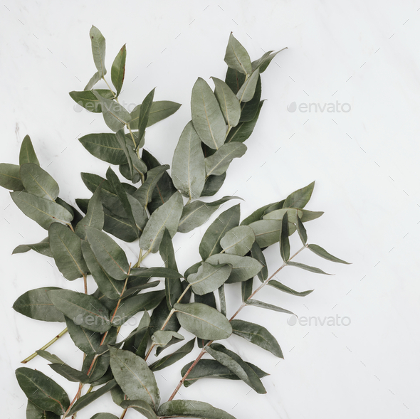 Eucalyptus on a white marble background - Stock Photo - Images