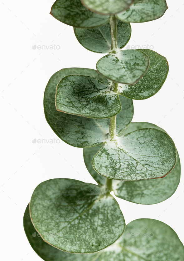 Eucalyptus round leaves poster Stock Photo by Rawpixel | PhotoDune