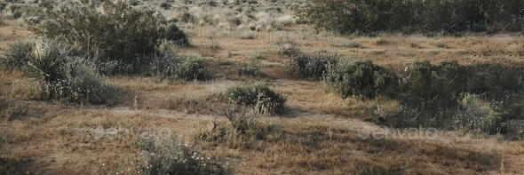 Bush in the Californian desert - Stock Photo - Images