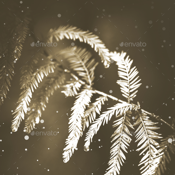 Macro leaves in the forest in sepia - Stock Photo - Images