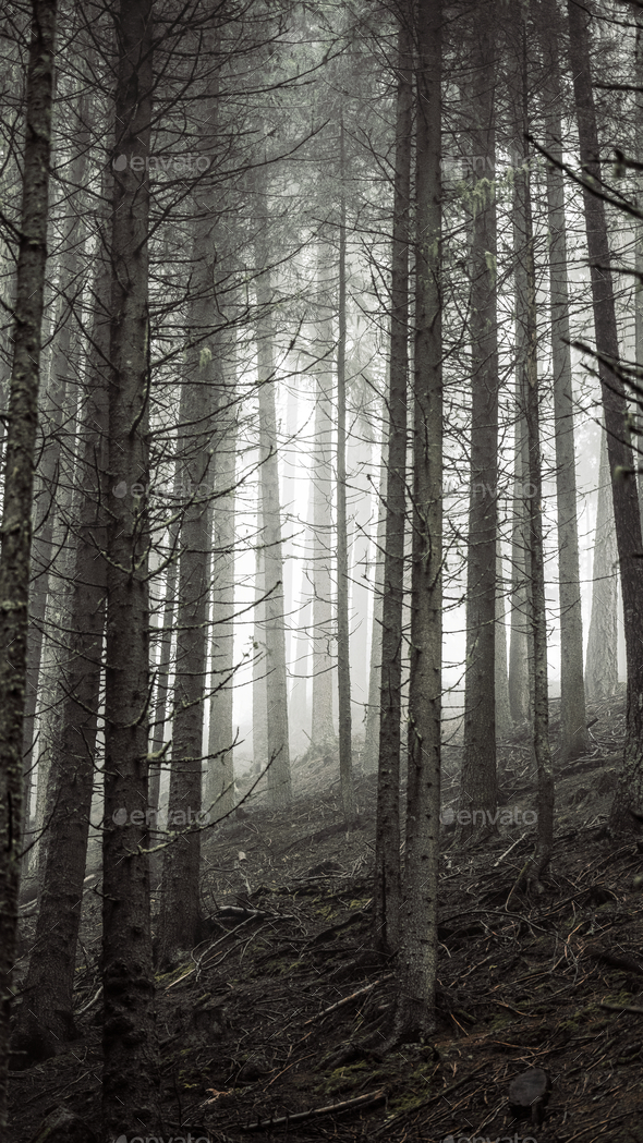 Misty forest mobile background Stock Photo by Rawpixel | PhotoDune