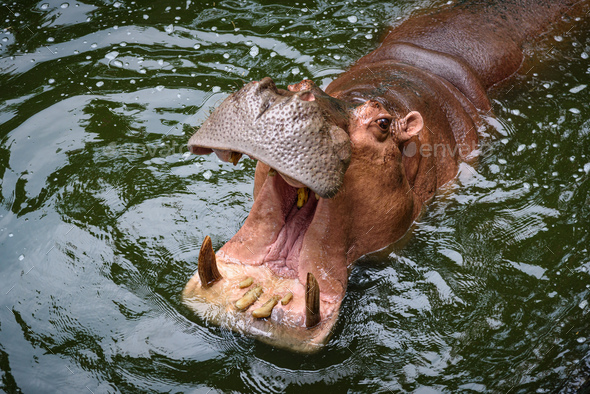 The hippo is opening his mouth to eat, Hippopotamus; Hippo Stock Photo ...