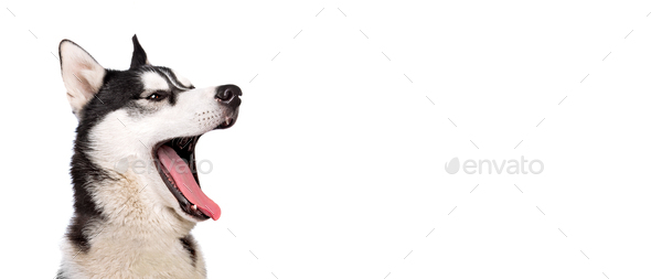Portrait of a smiling barking siberian husky - Stock Photo - Images