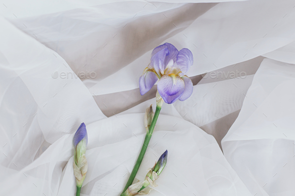 Wild Purple Iris Wallpaper Murals - Transform Your Space