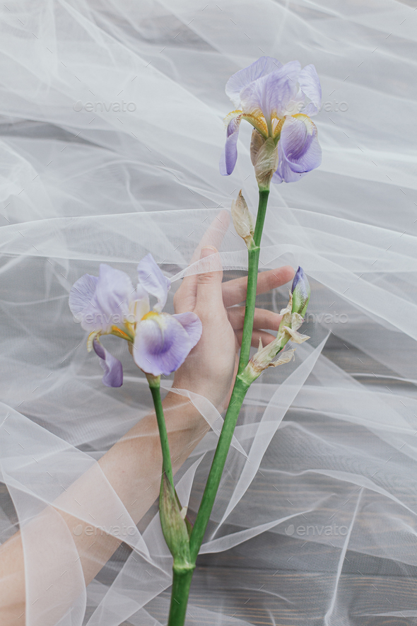 Beautiful spring aesthetics. Hand holding tender iris flower under tulle on dark wood, top view