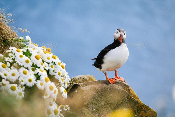 Puffin in Iceland. Seabird on sheer cliffs. Birds on the Westfjord in Iceland.