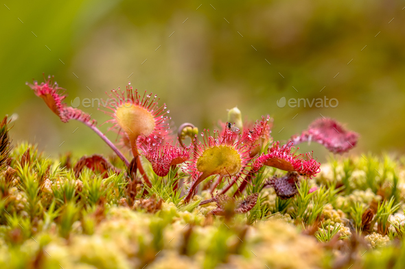 Round leaved sundew green background - Stock Photo - Images
